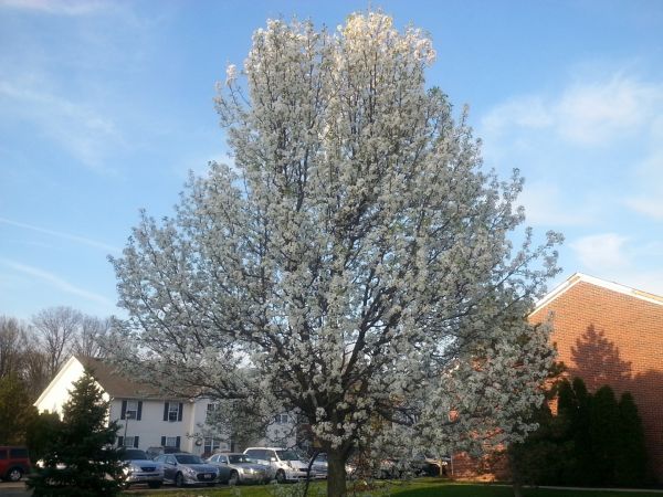 Bradford Pear Tree Pruning Service