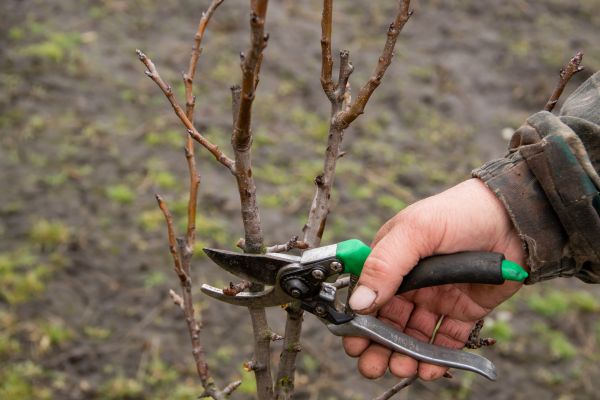 Pear Trees Pruning Service