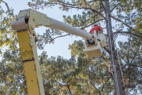 Limbs Trimming Service