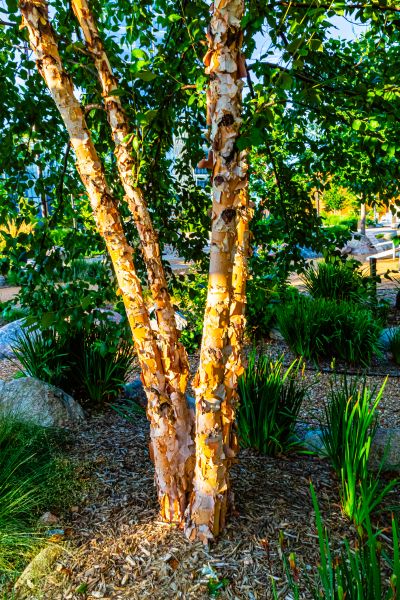 River Birch Trimming Service