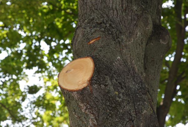 Limb Cutting Service