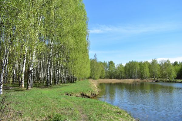 River Birch Pruning Service