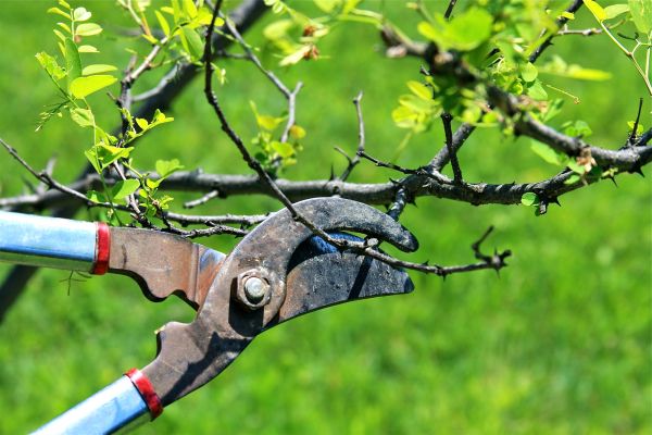 Branches Pruning Service
