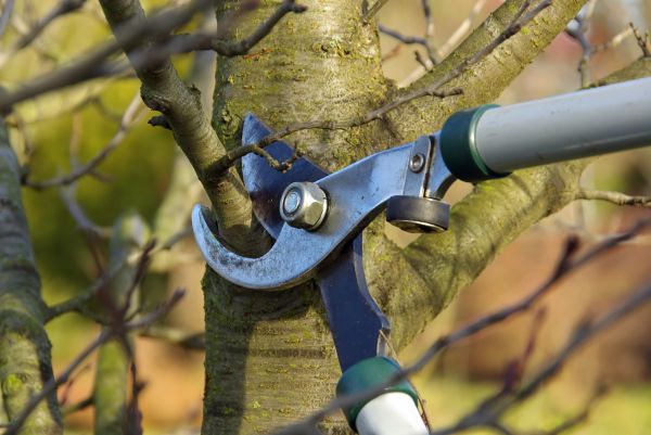 Tree Limb Trimming Service