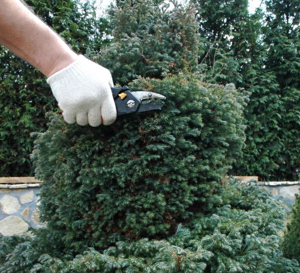 Ornamental Tree Trimming Service