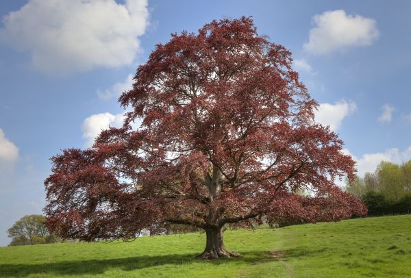 Beech Tree Pruning Service