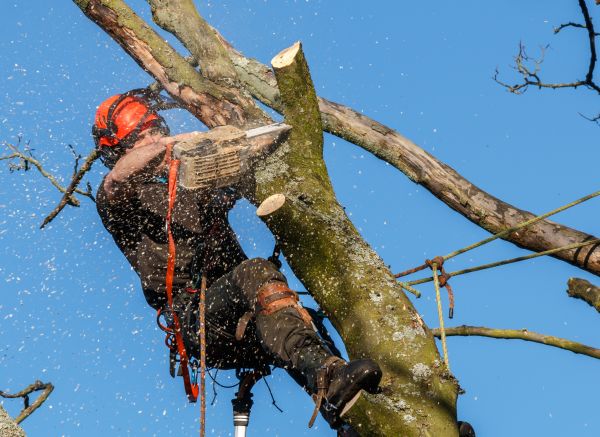 Tree Trimming Service in Glen Allen