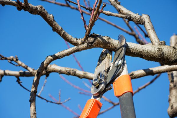 Tree Pruning in Glen Allen