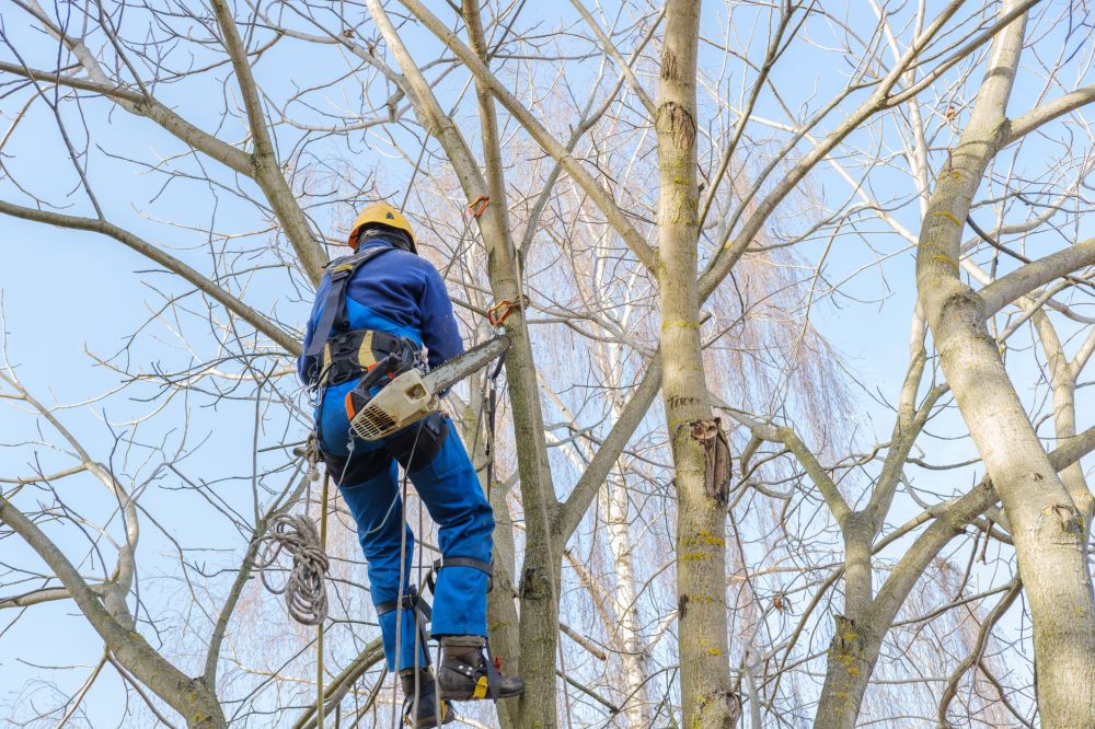 Tree Thinning