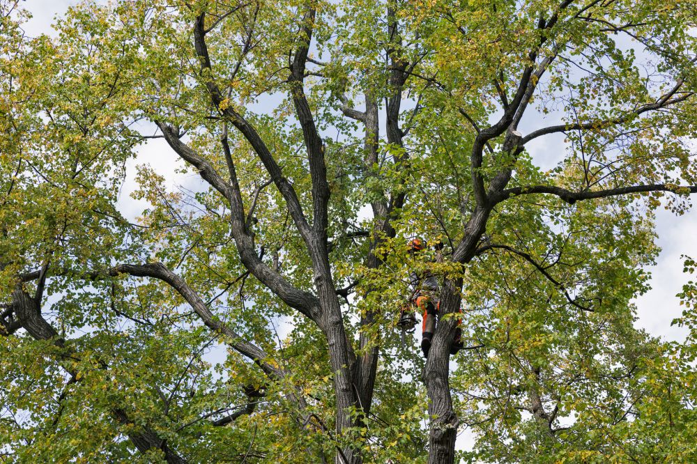 Tree Crown Reduction