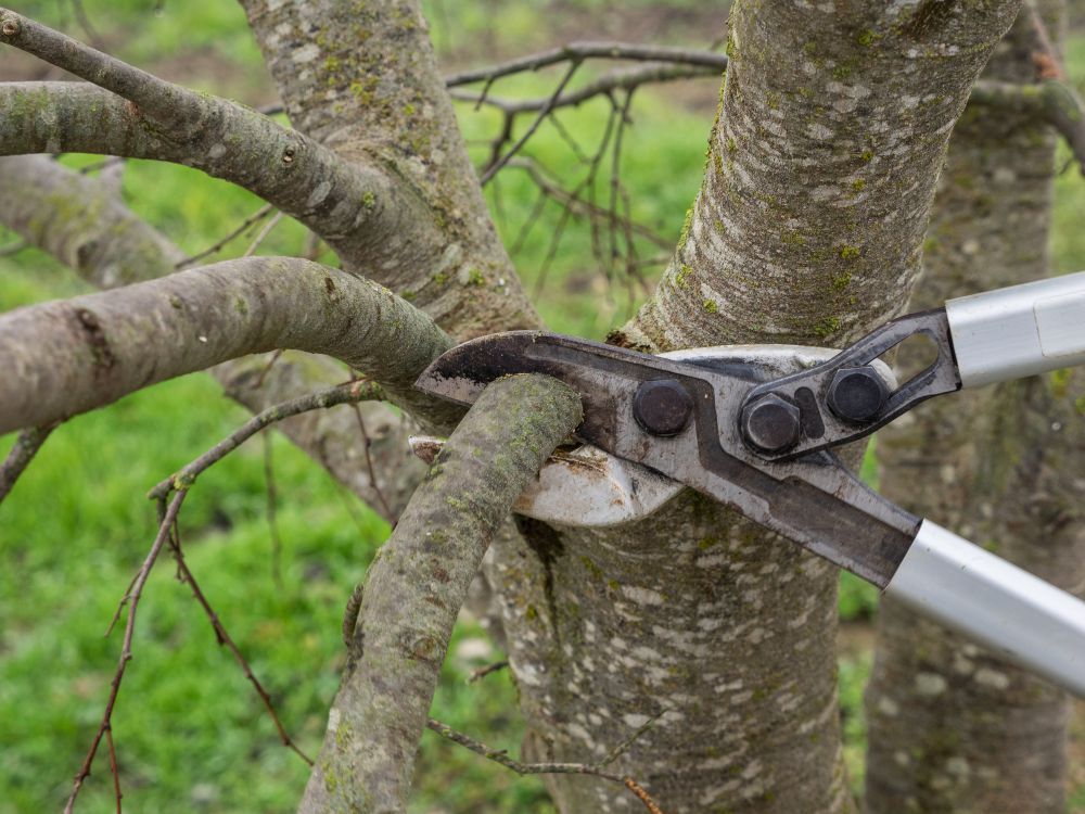 Tree Crown Thinning