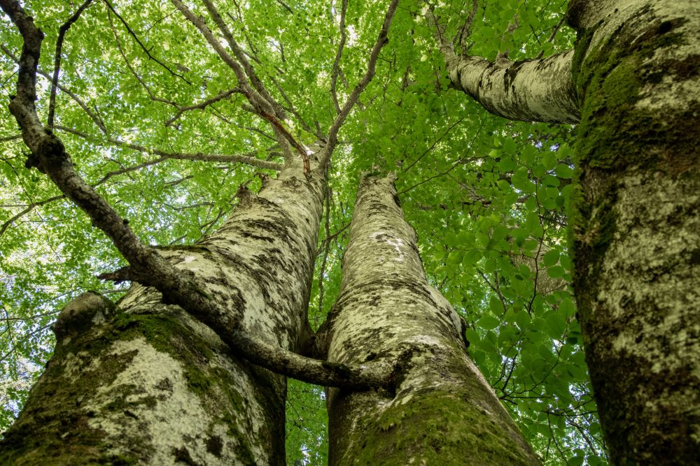 Tree Crown Maintenance