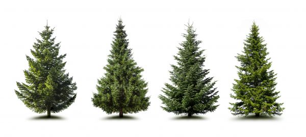Pine Tree Trimming Service