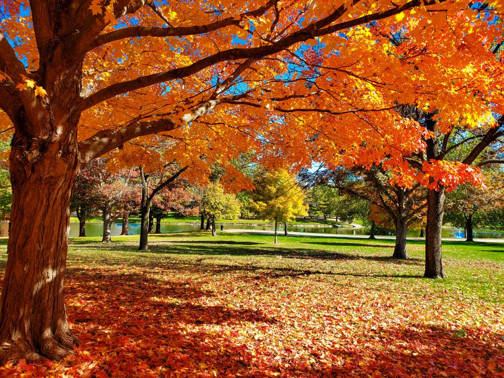 Maple Tree Trimming