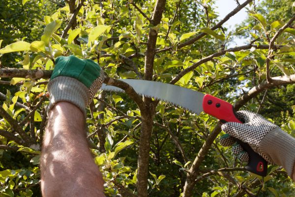 Apple Tree Trimming in Glen Allen