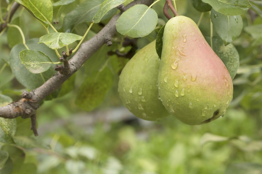 Pear Tree Trimming