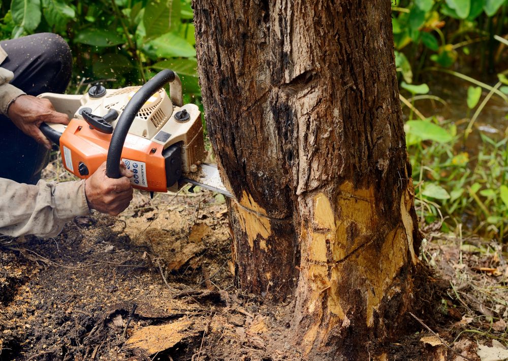 Tree Felling